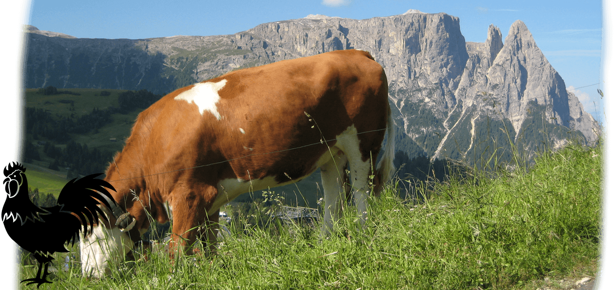 Polzhof - Cow on the Alpe di Siusi