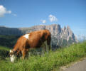 Polzhof - Cow on the Alpe di Siusi