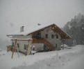 Polzhof - Rooster and hens