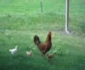 Polzhof - Hen with chicks